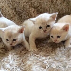 Asian Kittens for sale | PostAds PH