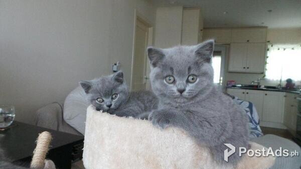British Short-hair Kittens for sale