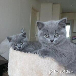 British Short-hair Kittens for sale | PostAds PH