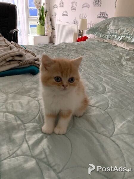 Exotic Kittens for sale