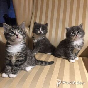 Maine Coon Kittens for sale | PostAds PH