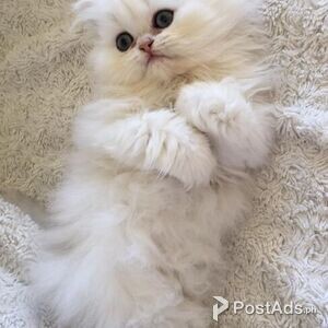 Persian Kittens for sale | PostAds PH