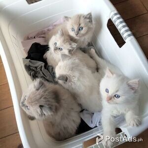 Ragdoll Kittens for sale | PostAds PH