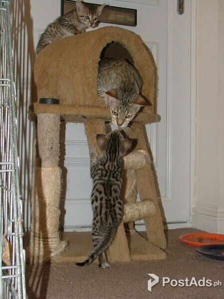 Savannah Kittens for sale