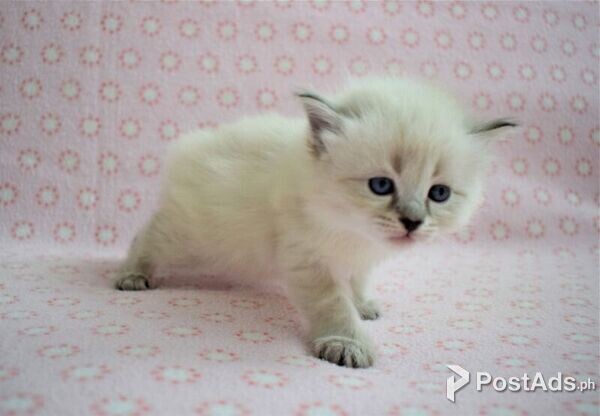 Siberian Kittens for sale