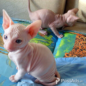 Sphyxn Kittens for sale | PostAds PH