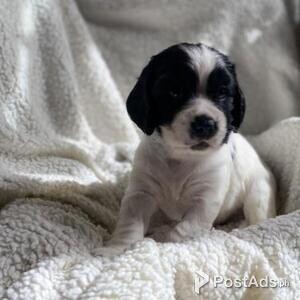 Cocker x cockalier puppies for rehoming | PostAds PH