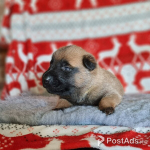 Belgian Shepherd Malinois for adoption | PostAds PH