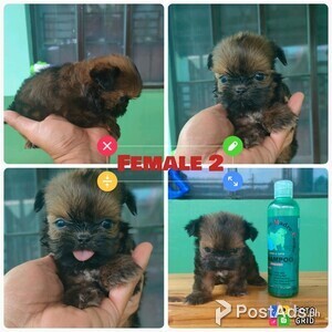 Shitzu | PostAds PH