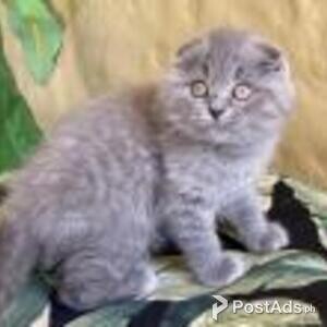 scottish fold kittens | PostAds PH