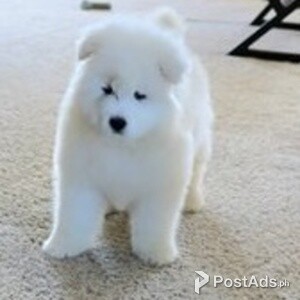 samoyed puppies | PostAds PH