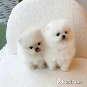 pomsky puppies | PostAds PH