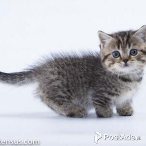 munchkin kittens | PostAds PH