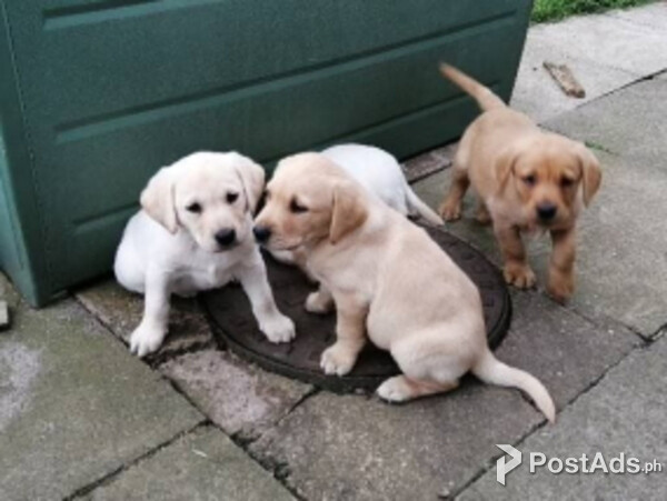 labrador puppies