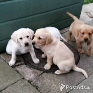 labrador puppies | PostAds PH