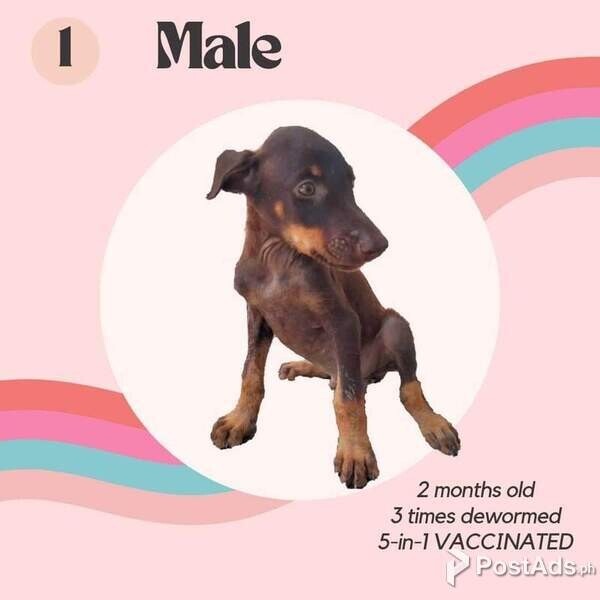 Pure doberman puppies 