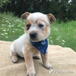 Australia Cattle Puppies for sale | PostAds PH