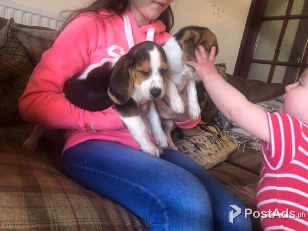 Beagle Puppies for sale 