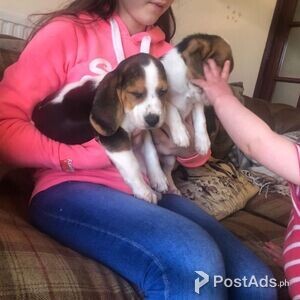 Beagle Puppies for sale | PostAds PH