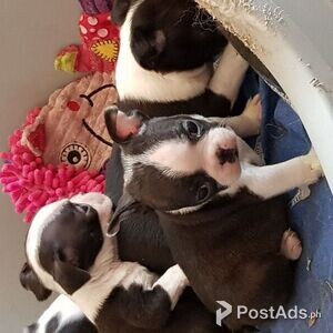 Boston Terrier Puppies for sale | PostAds PH