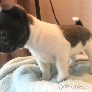 Chihuahua Puppies for sale | PostAds PH
