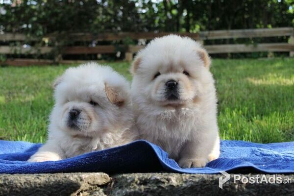 Chow Chow Puppies for sale 