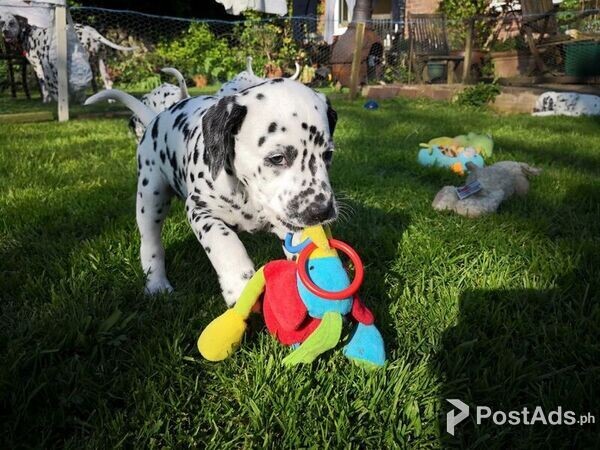 Dalmatian Puppies for sale