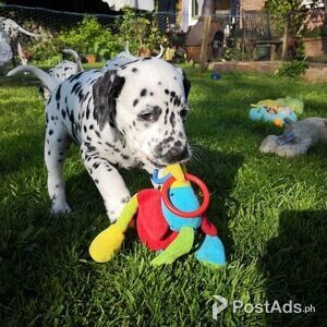 Dalmatian Puppies for sale | PostAds PH