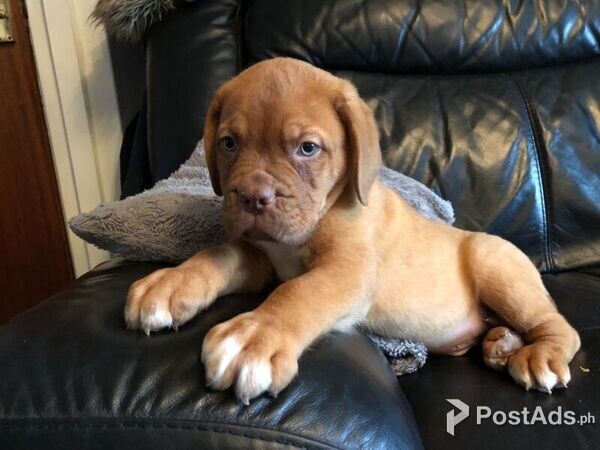 Dogue De Bordeaux Puppies for sale