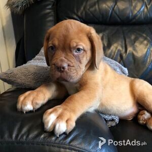 Dogue De Bordeaux Puppies for sale | PostAds PH