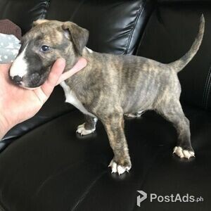 English Bulldog Terrier Puppies for sale | PostAds PH