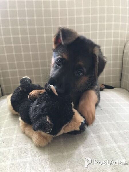 German Shepherd puppies for sale