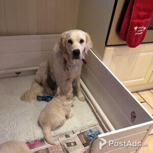 Golden Retriever Puppies for sale | PostAds PH
