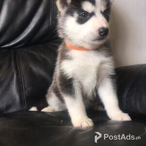 Siberian Husky Puppies for sale | PostAds PH