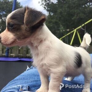 Jack Russell Puppies for sale | PostAds PH