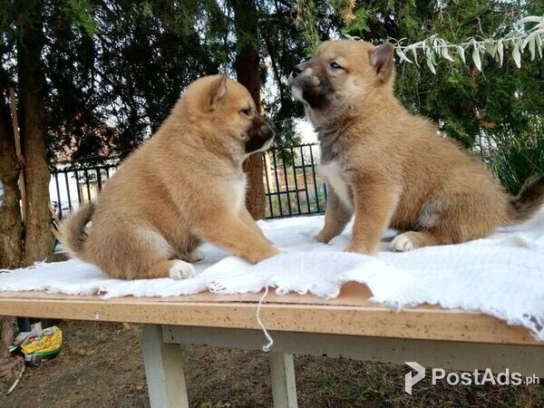 Japanese Shiba Inu puppies for sale
