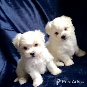 Maltese Puppies for sale | PostAds PH