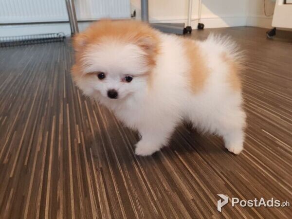 Pomeranian Puppies for sale