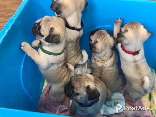 Pug Puppies for Sale