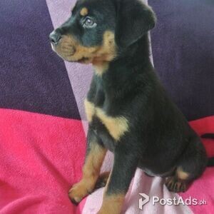Rottweiler Puppies for sale | PostAds PH