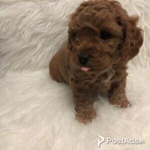 Poodle Puppies for sale | PostAds PH