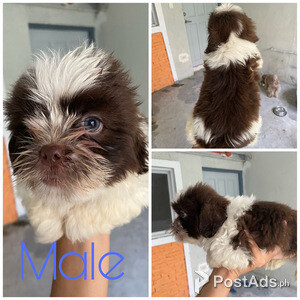 Male Shih tzu for sale | PostAds PH