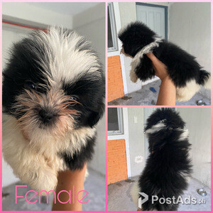Female shih tzu for sale | PostAds PH