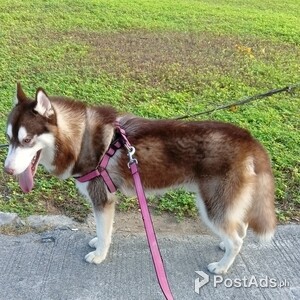 Siberian husky for sale male | PostAds PH