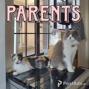 SOLD - kitten (scottish fold x persian mix) | PostAds PH