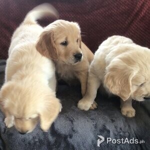 Golden Retriever puppies | PostAds PH