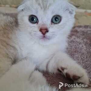 scottish fold kittens | PostAds PH