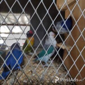 African Love Birds with big flying cage and nest box | PostAds PH