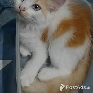 Persian Cat | PostAds PH
