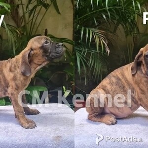 Bullmastiff Puppies | PostAds PH